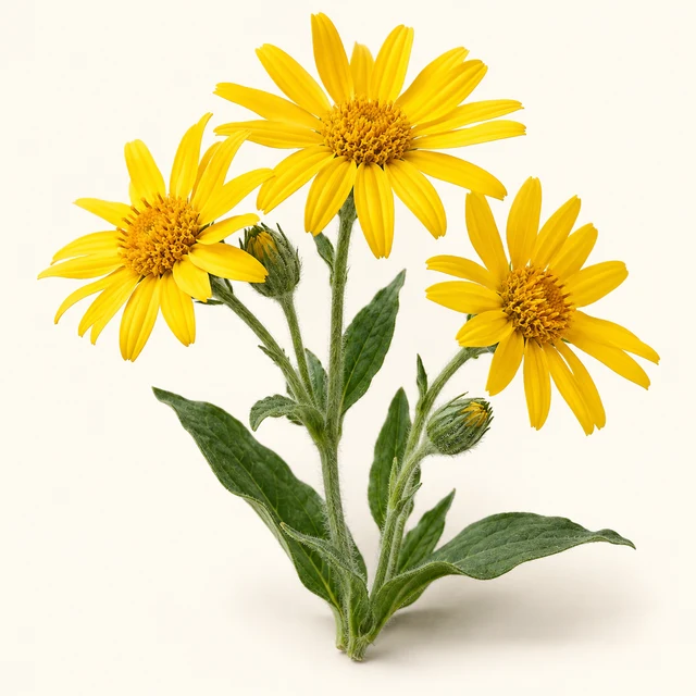 Arnica montană
